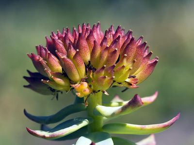 Rhodiola rosea may be effective for improving mood and alleviating depression.