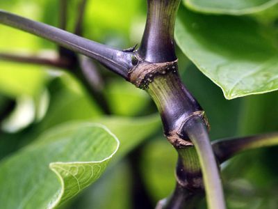 Hawaiian variety of 'Awa or kava kava, Piper methy