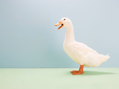 A picture of a duck