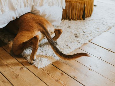 Cute and comical image of a young lurcher dog crouched and hidden under a bed. Unbeknownst to the canine, her back legs and tail are still highly visible.