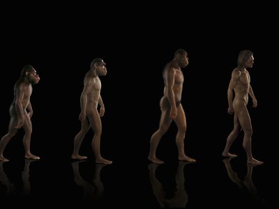 Human Evolution