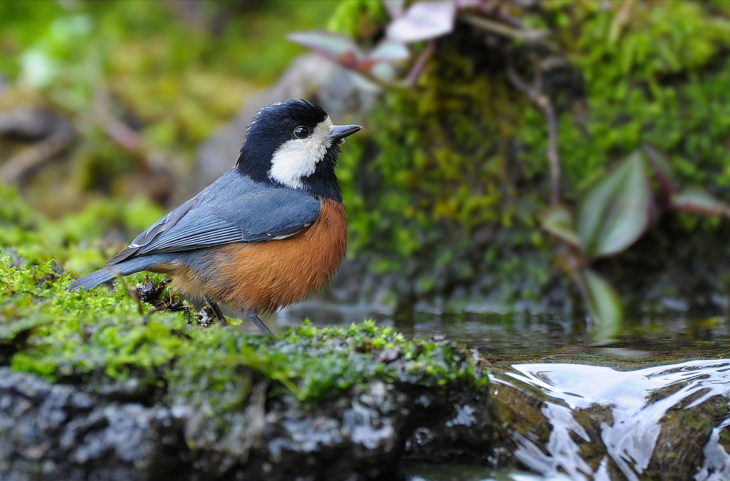 Chestnut-bellied tit. Image credit to Robert tdc.