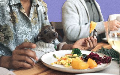 little dog in a sweater at the dinner table