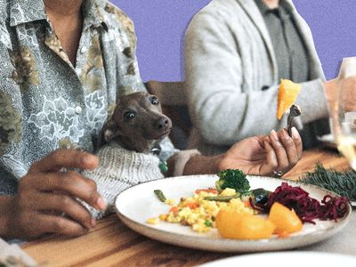 little dog in a sweater at the dinner table