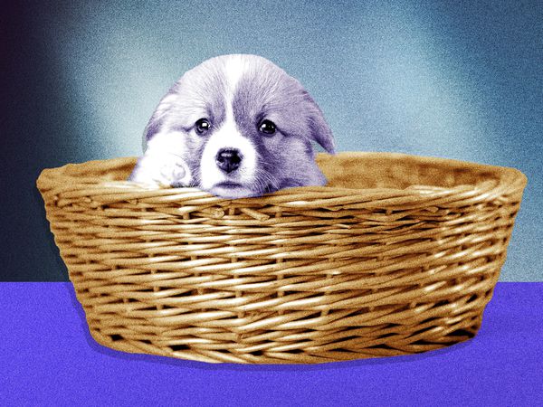 New puppy in a basket