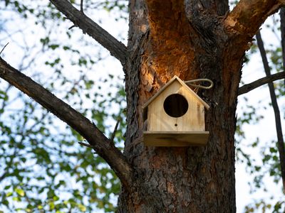 birdhouse in a tree in the woods